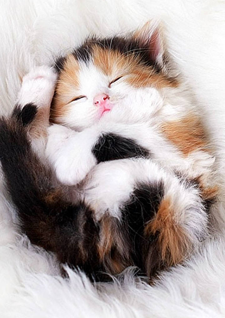 T.t. joined the competition — help win amazing prizes! carnivore, cat, claw, comfort, domestic_short_haired_cat, fawn, felidae, foot, fur, nap, natural_material, paw, small_to_medium_sized_cats, snout, tail, whiskers