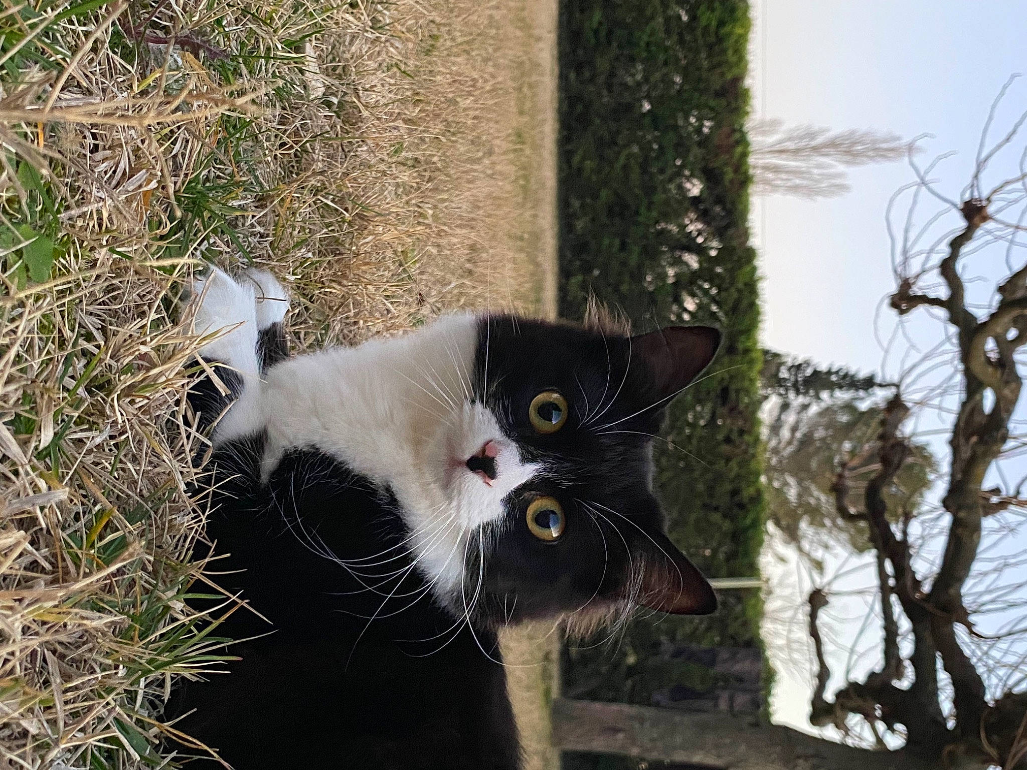 Kat participe au concours pour gagner de l'argent avec cette photo : beard, carnivore, cat, domestic_short_haired_cat, eye, felidae, fur, grass, paw, plant, sky, small_to_medium_sized_cats, snout, tail, terrestrial_animal, tree, twig, whiskers, wildlife, window