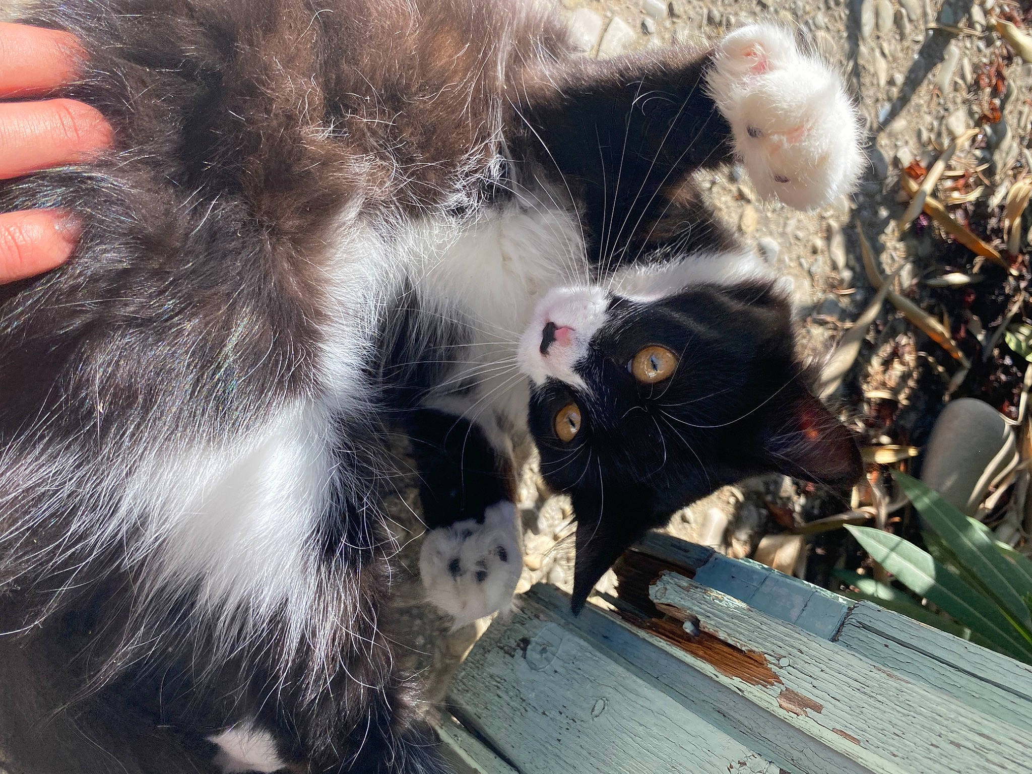 Kat participe au concours pour gagner de l'argent avec cette photo : carnivore, cat, claw, domestic_short_haired_cat, felidae, fur, grass, natural_material, organism, paw, small_to_medium_sized_cats, tail, terrestrial_animal, twig, whiskers, wood
