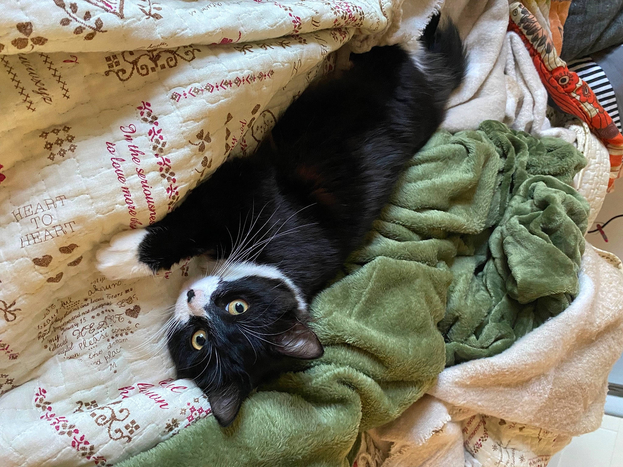 Kat a rejoint le concours — aidez-le/la à gagner de superbes lots ! bedding, black_cat, blanket, bombay, carnivore, cat, claw, comfort, domestic_short_haired_cat, felidae, fur, linens, nap, pattern, small_to_medium_sized_cats, tail, textile, whiskers