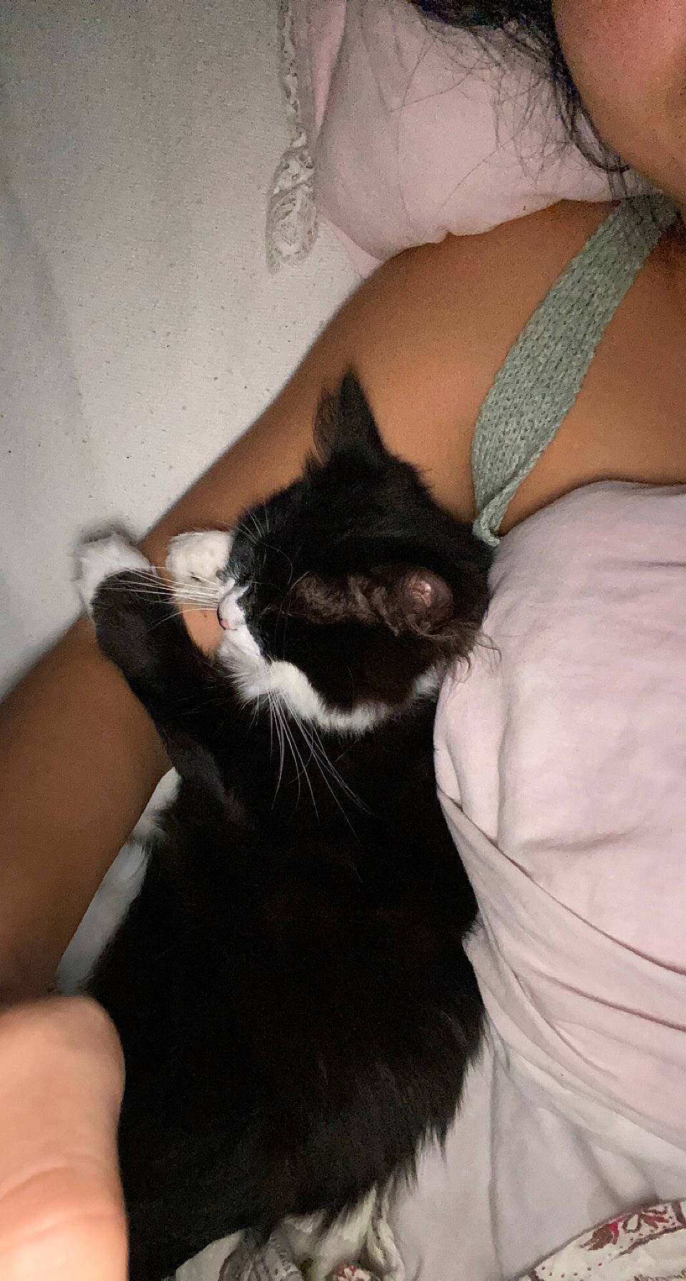 Kat a rejoint le concours — aidez-le/la à gagner de superbes lots ! beard, black_cat, black_hair, carnivore, cat, comfort, ear, elbow, felidae, finger, formal_wear, fur, gesture, long_hair, nail, small_to_medium_sized_cats, tail, thigh, whiskers, wrist