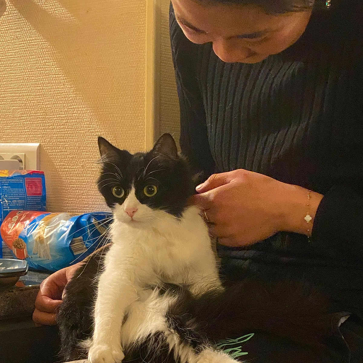 Kit participe au concours pour gagner de l'argent avec cette photo : box, carnivore, cat, comfort, domestic_short_haired_cat, felidae, formal_wear, fur, gesture, human_leg, lap, linens, nail, pillow, sitting, small_to_medium_sized_cats, tail, thigh, whiskers