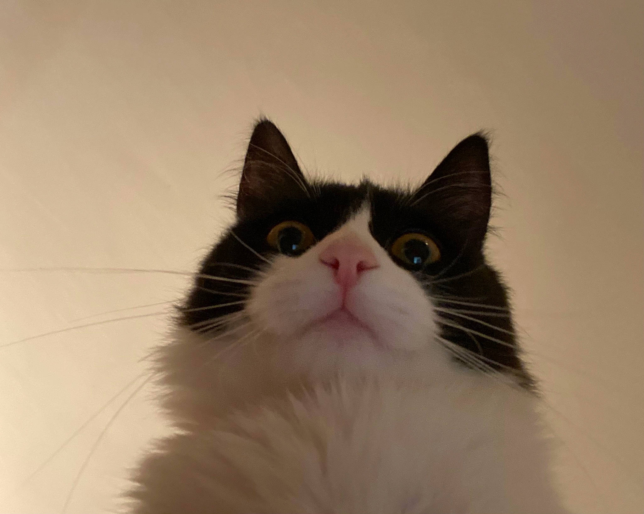 Kit participe au concours pour gagner de l'argent avec cette photo : carnivore, cat, domestic_short_haired_cat, eyelash, felidae, fur, iris, small_to_medium_sized_cats, snout, terrestrial_animal, whiskers