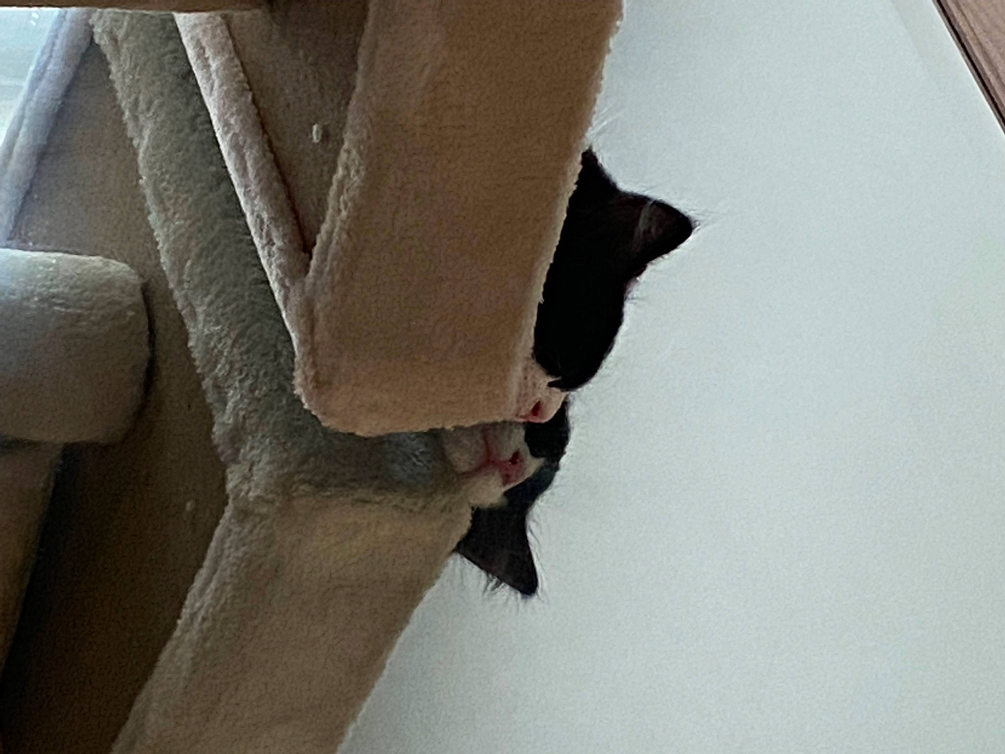 Kit a rejoint le concours — aidez-le/la à gagner de superbes lots ! art, carmine, carnivore, cat, concrete, felidae, fur, grey, human_leg, metal, room, sculpture, shadow, small_to_medium_sized_cats, snout, tail, tints_and_shades, window, wood