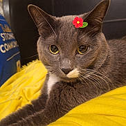 Stache is registered to the contest to win money with this photo: animal, cat, closeup, cozy, cute, domestic_cat, eyes, feline, flower_sticker, fur, gray_cat, indoor, lying_down, pet, portrait, relaxed, resting, soft_texture, whiskers, yellow_blanket