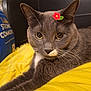 animal, cat, closeup, cozy, cute, domestic_cat, eyes, feline, flower_sticker, fur, gray_cat, indoor, lying_down, pet, portrait, relaxed, resting, soft_texture, whiskers, yellow_blanket