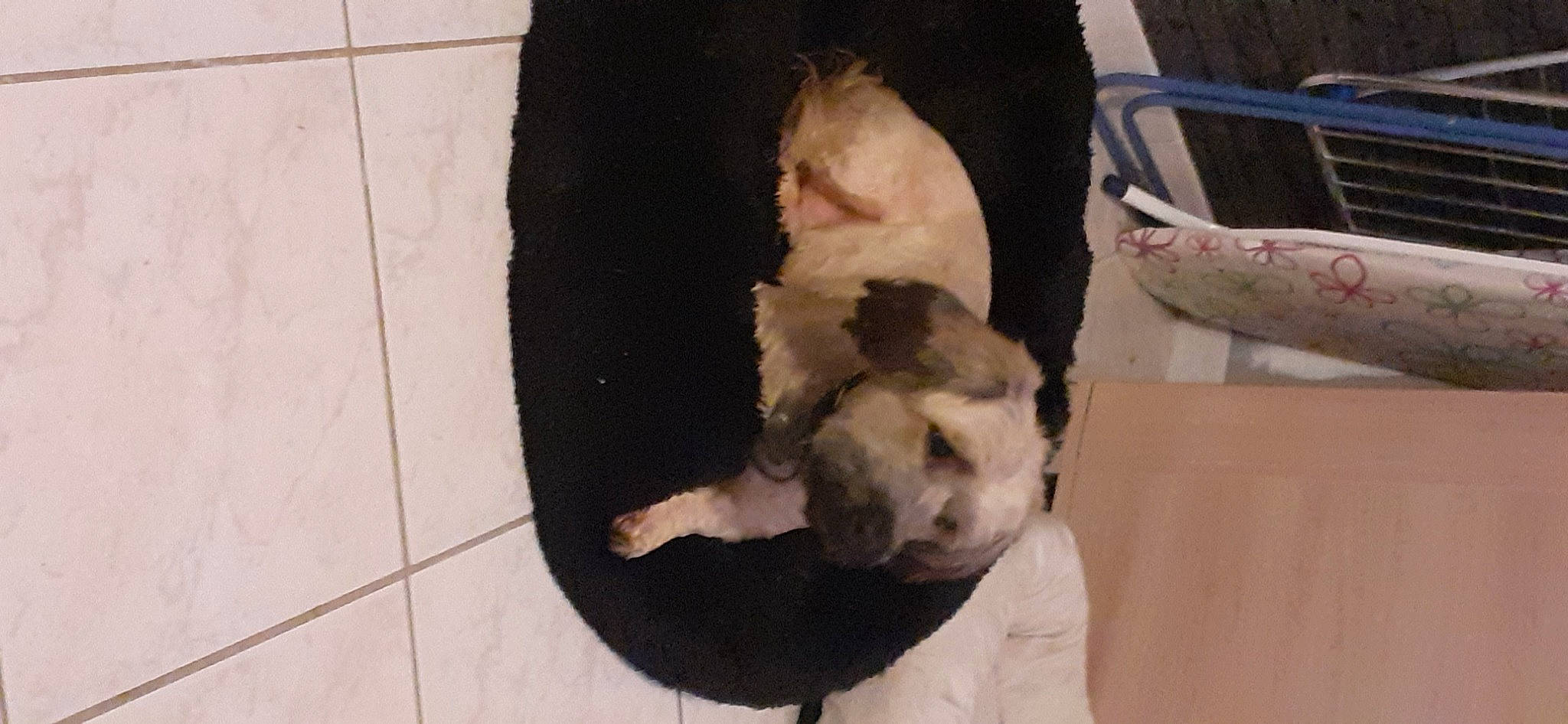 Nooky a rejoint le concours — aidez-le/la à gagner de superbes lots ! canidae, carnivore, companion_dog, dog, dog_breed, fawn, flooring, fur, guard_dog, non_sporting_group, paw, pet_supply, puppy, snout, sporting_group, tail, terrestrial_animal, tile_flooring, toy_dog, working_animal