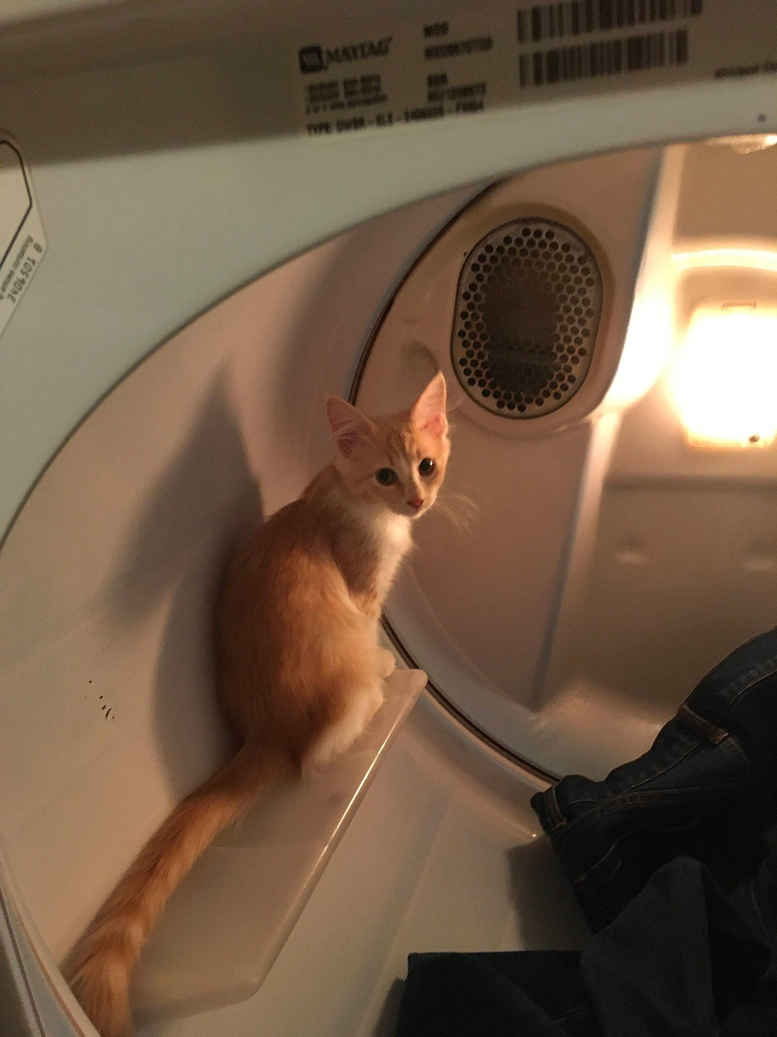 Chichi is registered to the contest to win money with this photo: automotive_design, automotive_exterior, automotive_lighting, carnivore, cat, ceiling, circle, comfort, eyewear, fawn, felidae, fur, metal, room, small_to_medium_sized_cats, tail, vehicle_door, whiskers, windshield, wood