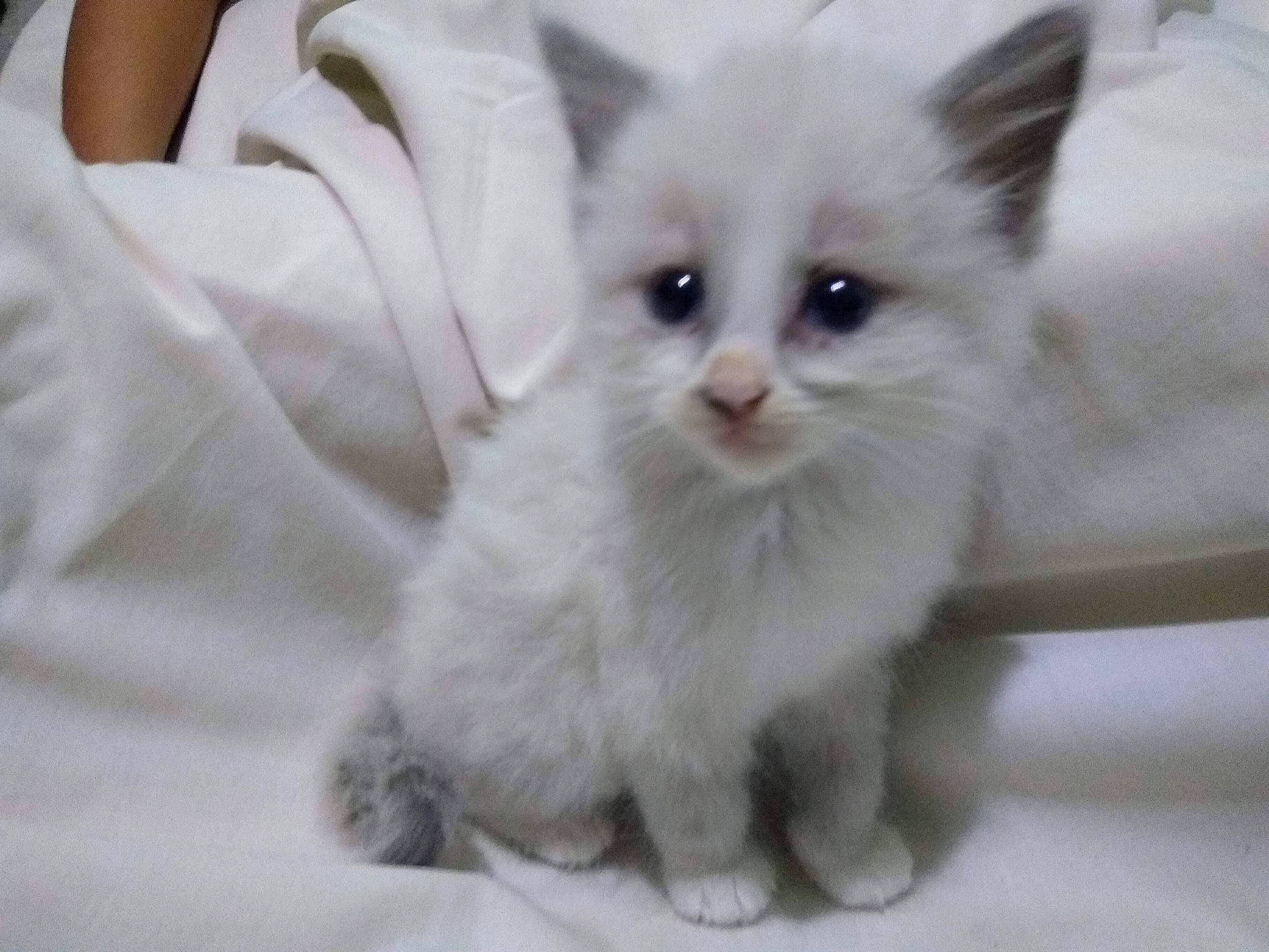 Possum joined the competition — help win amazing prizes! carnivore, cat, claw, domestic_short_haired_cat, fawn, felidae, fur, paw, small_to_medium_sized_cats, snout, tail, whiskers