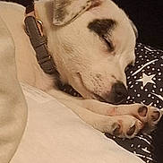 Gemini joined the competition — help win amazing prizes! dog, sleeping, collar, pillow, blanket, indoor, rest, pet, white, black_spots, paw, close_up, cozy, calm, cute, animal, domestic, fur, relaxation, portrait