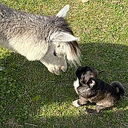Bonsai joined the competition — help win amazing prizes! animal, black_and_white, brown, curious, cute, dog, donkey, fluffy, friendship, grass, gray, grazing, nature, outdoors, puppy, shaggy, sitting, small_dog, standing, sunlight