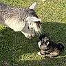 animal, black_and_white, brown, curious, cute, dog, donkey, fluffy, friendship, grass, gray, grazing, nature, outdoors, puppy, shaggy, sitting, small_dog, standing, sunlight