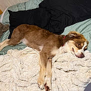 Mario is registered to the contest to win money with this photo: animal, bed, bedding, bedroom, blanket, brown_and_white, collar, cozy, cute, dog, fluffy, indoors, lying_down, pet, pillow, portrait, puppy, relaxed, sleeping, tired