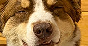 Mario is registered to the contest to win money with this photo: animal, brown_and_white, close_up, collar, cute, dog, face, fluffy, furry, happy, indoors, nose, pet, portrait, puppy, red_collar, sleepy, smiling, teeth, wooden_background