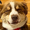 animal, brown_and_white, close_up, collar, cute, dog, face, fluffy, furry, happy, indoors, nose, pet, portrait, puppy, red_collar, sleepy, smiling, teeth, wooden_background