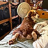 Mario joined the competition — help win amazing prizes! bed, bedroom, blanket, brown_and_white, cozy, decorations, dog, fan, fluffy, garland, indoor, looking_back, lying_down, pet, portrait, puppy, relaxed, shelves, storage_bins, wooden_interior