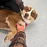 Mario is registered to the contest to win money with this photo: animal, belly_rub, brown_and_white, close_up, collar, dog, floor, fluffy, happy, human_hand, indoor, leash, lying_down, person, petting, playful, portrait, puppy, relaxed, speckled_floor