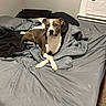 Ace joined the competition — help win amazing prizes! alert, animal, bed, bedding, bedroom, blanket, blinds, brown_and_white, carpet, crossed_legs, cute, dog, gray_bedding, indoors, pet, pillows, pit_bull, portrait, sitting, window