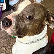 Ace joined the competition — help win amazing prizes! animal, brown_eyes, canine, carpet, close_up, collar, companion, dog, ears, expressive, gray_fur, indoor, looking_at_camera, nose, pet, pit_bull, portrait, seated, short_hair, white_fur