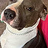 Ace is registered to the contest to win money with this photo: brown_and_white, canine, chain, close_up, collar, couch, dog, funny_expression, indoors, nose, pet, photography, pink_cushion, pit_bull, portrait, seated, shirt, short_hair, snout, wide_eyes