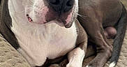 Ace joined the competition — help win amazing prizes! animal, black_nose, blanket, brown_eyes, close_up, cozy, cushion, dog, gray_and_white, home, indoor, lying_down, paws, pet, pit_bull, portrait, relaxed, short_hair, sitting, white_chest