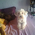 patriciaduboille