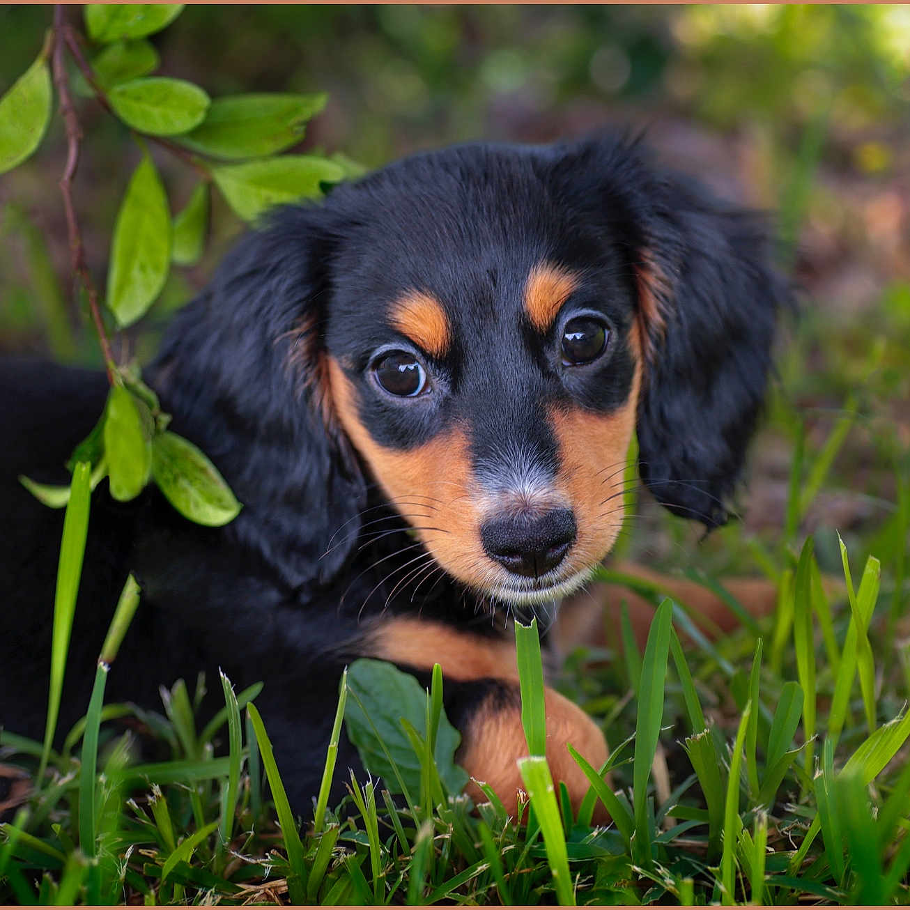 Penny is registered to the contest to win money with this photo: animal, beagle, canine, cockerspaniel, dog, field, grass, grassland, hound, lawn, leaf, nature, outdoors, papillon, pet, plant, puppy, snout, terrier