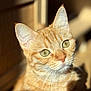 Chouquette participe au concours pour gagner de l'argent avec cette photo : animal, blurred_background, cat, close_up, cozy, curious, ears, fur, ginger_cat, green_eyes, home, indoor, looking_away, pet, portrait, shallow_depth_of_field, soft_light, sunlight, whisker_detail, whiskers