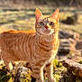 Chouquette participe au concours pour gagner de l'argent avec cette photo : background_blur, cat, close_up, ears, eyes, feline, fur, ginger_cat, greenery, moss, nature, outdoor, pet, portrait, rock, shallow_depth_of_field, standing, sunlight, tabby, whiskers