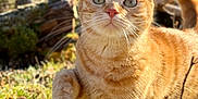Chouquette participe au concours pour gagner de l'argent avec cette photo : animal, cat, close_up, curious, daylight, fur, grass, green_eyes, log, moss, nature, orange_tabby, outdoor, paw, pet, portrait, sunlight, tabby, tail, whiskers