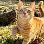 animal, cat, close_up, curious, daylight, fur, grass, green_eyes, log, moss, nature, orange_tabby, outdoor, paw, pet, portrait, sunlight, tabby, tail, whiskers