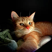 Chouquette participe au concours pour gagner de l'argent avec cette photo : bedding, blanket, cat, close_up, cozy, ears, eyes, feline, fur, indoor, low_light, nose, orange_cat, paw, pet, portrait, relaxed, resting, tabby, whiskers