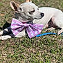 Sister joined the competition — help win amazing prizes! dog, bow_tie, grass, outdoor, pet, small_dog, chihuahua, sunlight, animal, cute, fashion, accessory, relaxing, white_dog, pink, checkered, leash, summer, portrait, side_view