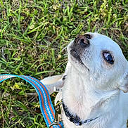 Sister is registered to the contest to win money with this photo: dog, white_dog, small_dog, leash, grass, outdoor, pet, animal, collar, canine, looking_up, cute, fur, closeup, nature, daylight, tongue_hidden, companion, friendly, alert