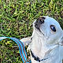 dog, white_dog, small_dog, leash, grass, outdoor, pet, animal, collar, canine, looking_up, cute, fur, closeup, nature, daylight, tongue_hidden, companion, friendly, alert
