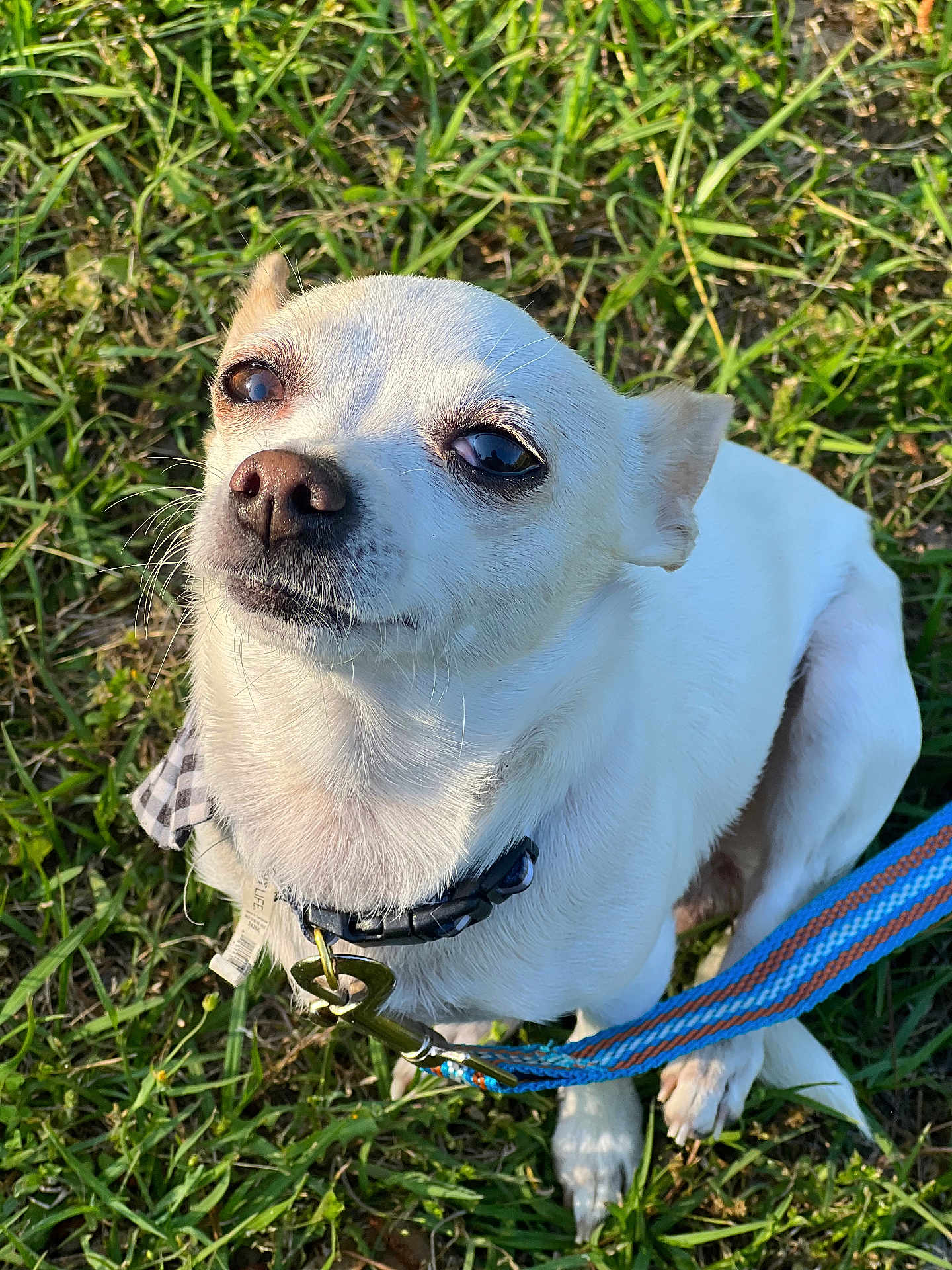 Sister is registered to the contest to win money with this photo: dog, small_dog, white_dog, leash, collar, grass, outdoor, pet, animal, cute, sitting, closeup, daylight, canine, fur, ears, nose, whiskers, expression, nature