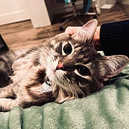 Mira is registered to the contest to win money with this photo: cat, tabby, gray_cat, pet, indoor, close_up, blanket, hand, fur, whiskers, relaxed, cute, animal, domestic_animal, eyes, face, collar, soft, cozy, floor