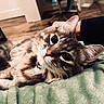 cat, tabby, gray_cat, pet, indoor, close_up, blanket, hand, fur, whiskers, relaxed, cute, animal, domestic_animal, eyes, face, collar, soft, cozy, floor