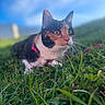 Yumi participe au concours pour gagner de l'argent avec cette photo : cat, calico_cat, grass, outdoor, nature, blue_sky, greenery, animal, pet, whiskers, fur, closeup, mammal, eyes, nose, daylight, curious, crouching, focus, small