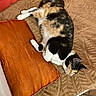 Yumi participe au concours pour gagner de l'argent avec cette photo : cat, calico_cat, couch, blanket, orange_cushion, brown_blanket, indoor, pet, feline, resting, relaxed, fur, animal, home, cozy, laying_down, comfort, domestic_cat, tile_floor, corner