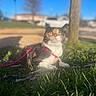 cat, calico_cat, harness, grass, outdoor, sunlight, blue_sky, tree, park, pet, animal, feline, nature, daytime, leash, greenery, closeup, resting, domestic_cat, curious