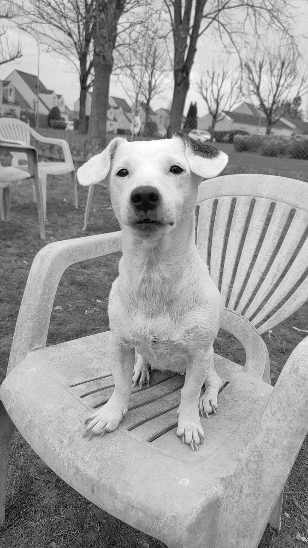 Nala participe au concours pour gagner de l'argent avec cette photo : black_and_white, carnivore, chair, companion_dog, dog, dog_breed, eye, fawn, head, monochrome, monochrome_photography, outdoor_furniture, plant, snout, style, tree, water, whiskers, white, working_animal