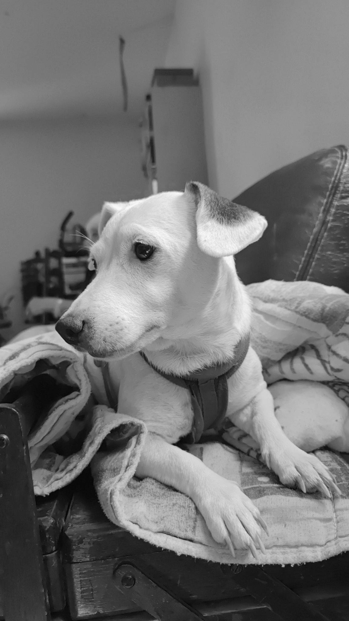 Nala participe au concours pour gagner de l'argent avec cette photo : black_and_white, canidae, carnivore, collar, comfort, companion_dog, dog, dog_breed, fawn, fur, grey, linens, monochrome, monochrome_photography, pet_supply, snout, sporting_group, style, whiskers, working_animal