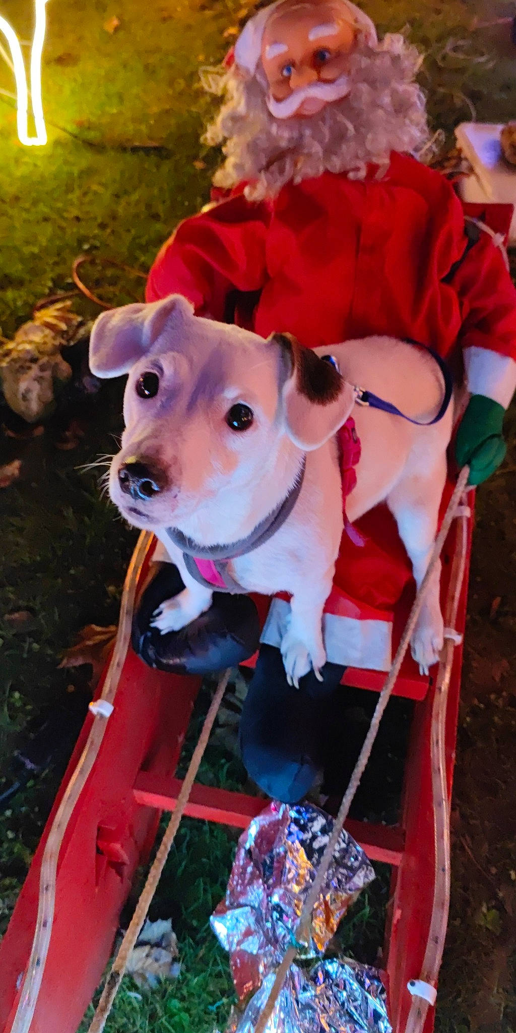 Nala a rejoint le concours — aidez-le/la à gagner de superbes lots ! carnivore, collar, companion_dog, dog, dog_breed, dog_clothes, dog_supply, event, fawn, fun, fur, grass, leash, personal_protective_equipment, plant, recreation, snout, stuffed_toy, sunglasses, working_animal