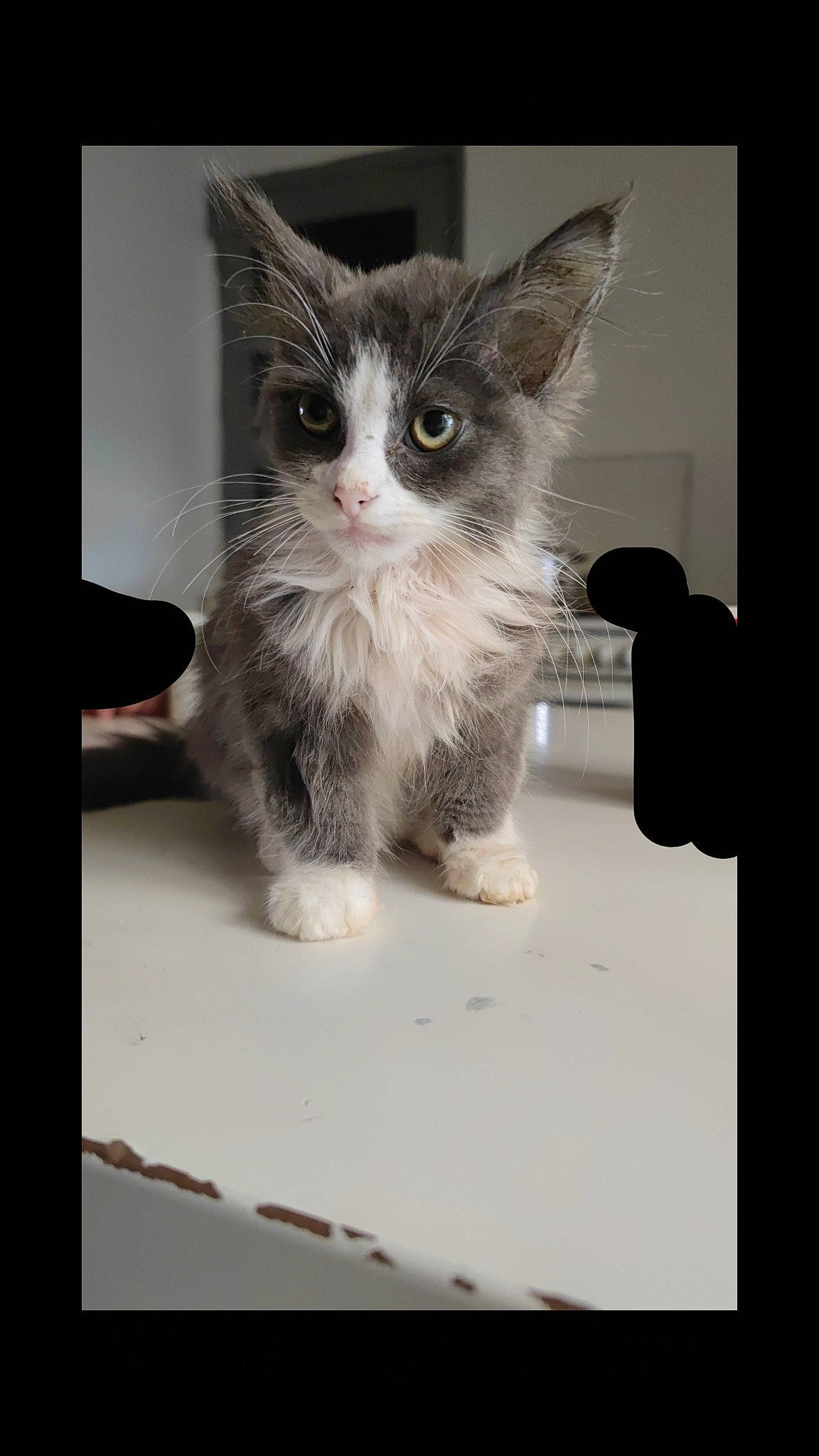 Grisouille participe au concours pour gagner de l'argent avec cette photo : box, carnivore, cat, claw, domestic_short_haired_cat, felidae, fur, gesture, paw, photo_caption, rectangle, sitting, small_to_medium_sized_cats, snout, still_life_photography, tail, whiskers, window