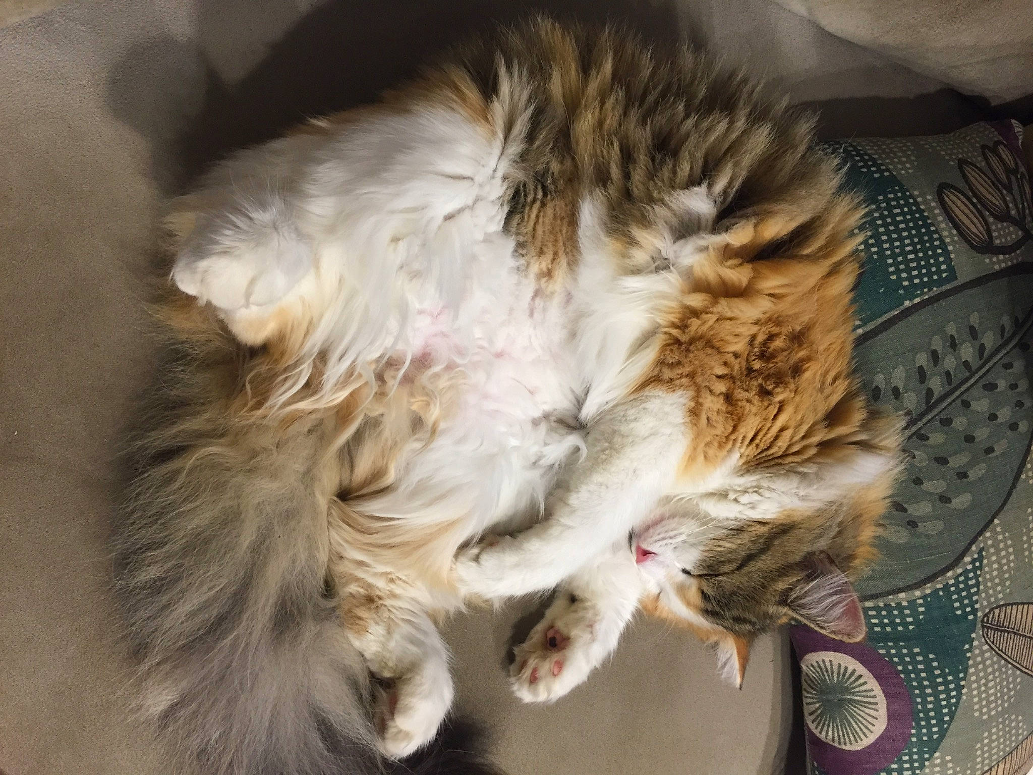 Tika participe au concours pour gagner de l'argent avec cette photo : carnivore, cat, claw, comfort, fang, felidae, fur, natural_material, paw, small_to_medium_sized_cats, snout, tail, whiskers