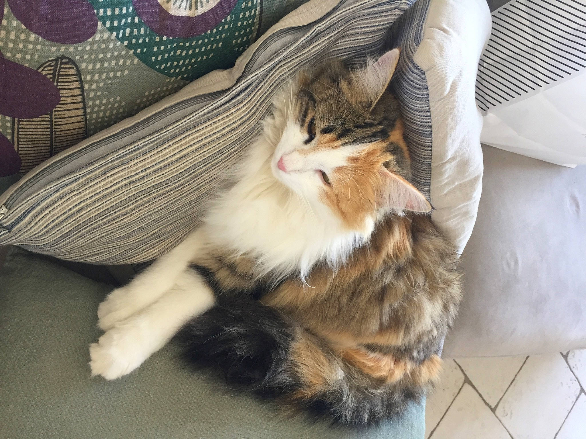 Tika participe au concours pour gagner de l'argent avec cette photo : carnivore, cat, claw, comfort, domestic_short_haired_cat, fawn, felidae, flooring, foot, fur, hardwood, human_leg, lap, paw, small_to_medium_sized_cats, snout, tail, textile, whiskers, wood