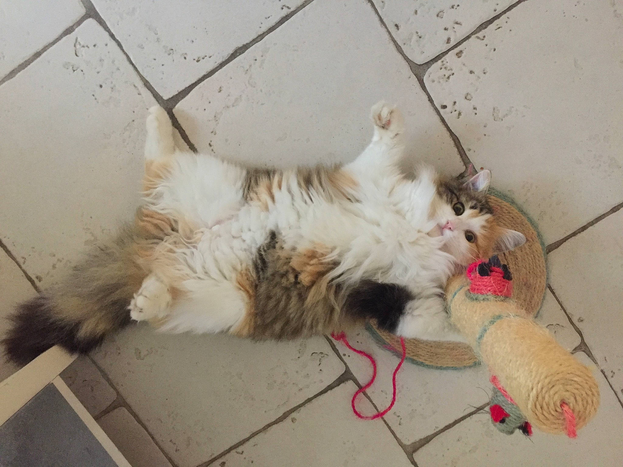 Tika a rejoint le concours — aidez-le/la à gagner de superbes lots ! carnivore, cat, claw, collar, companion_dog, dog_breed, felidae, floor, flooring, foot, fur, non_sporting_group, paw, rope_rhythmic_gymnastics, small_terrier, small_to_medium_sized_cats, tail, terrier, toy_dog, whiskers