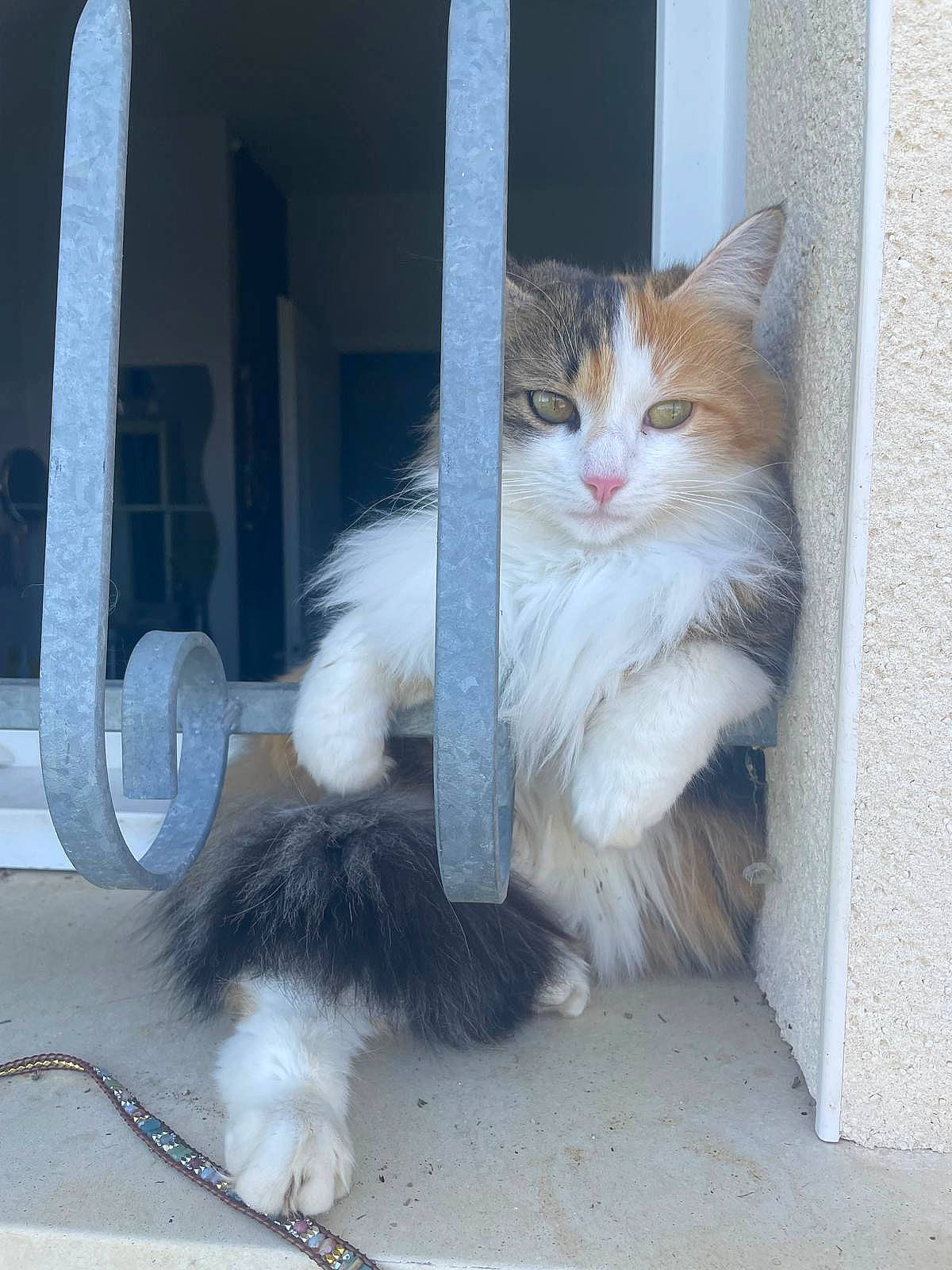 Tika participe au concours pour gagner de l'argent avec cette photo : carnivore, cat, claw, comfort, domestic_short_haired_cat, fawn, felidae, flooring, fur, mammal, natural_material, paw, sitting, small_to_medium_sized_cats, snout, tail, terrestrial_animal, whiskers, window