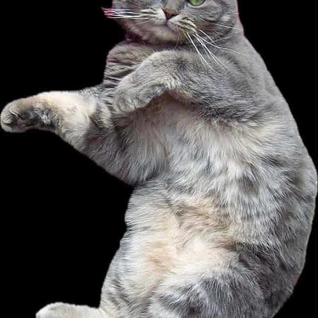 Chica